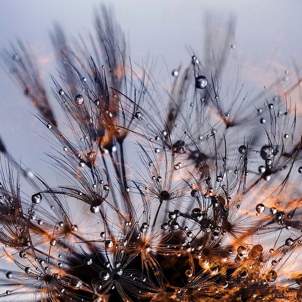 Sparkling drops - Dandelion in the evening light von Christine Nöhmeier