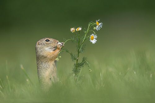 Gopher