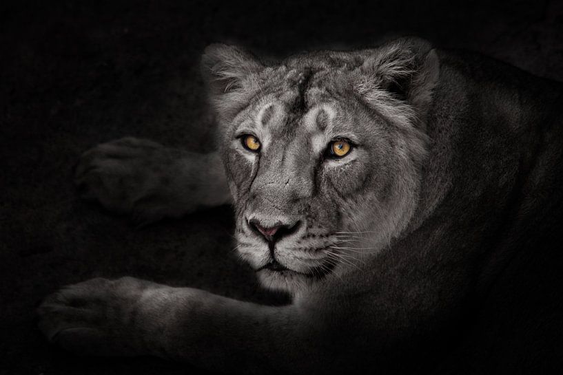 the strict yellow glowing eyes of a night lioness in the moonlight carefully and sternly looks at yo by Michael Semenov