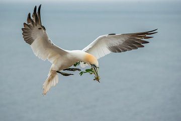 Jan van Gent met nest materiaal van Harry Punter