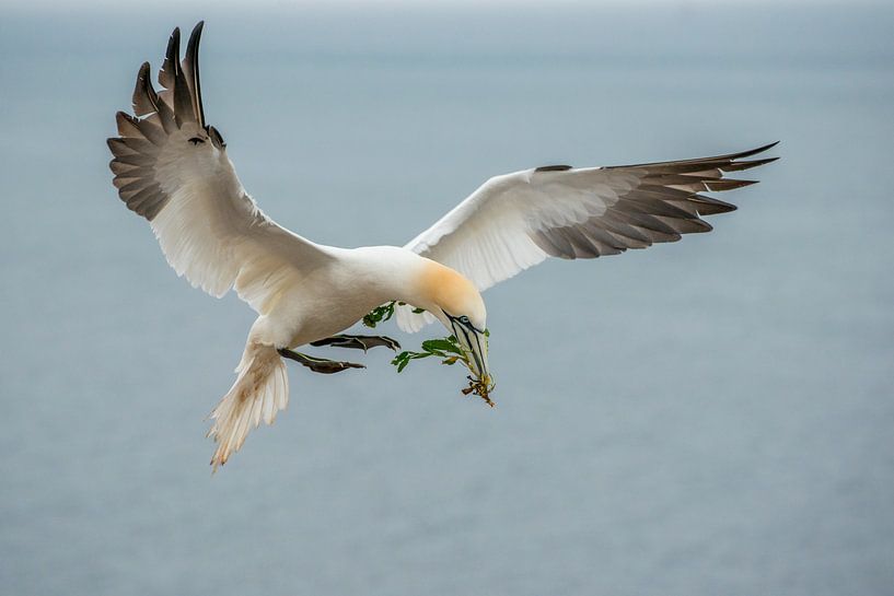 Jan van Gent with nesting material by Harry Punter