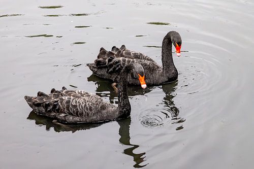 Zwarte zwanen