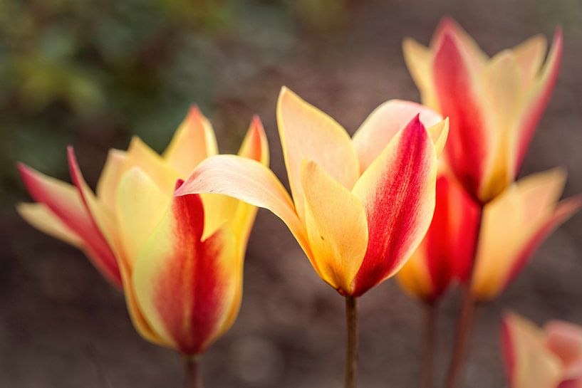 Tulipes par Rob Boon