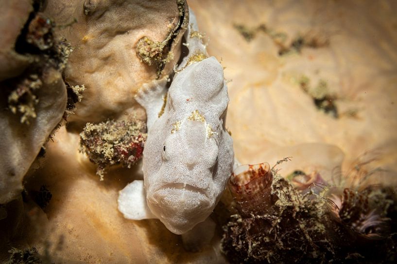 Frogfish, Kapalai island, Malaysia by Travel Tips and Stories