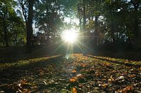 Fallende Blätter im Herbstlicht!
