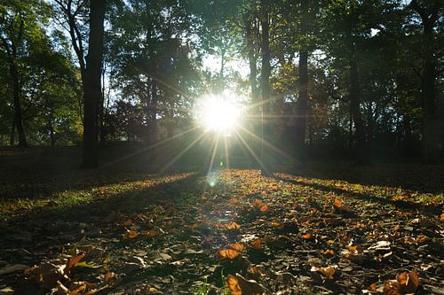 Falling leaves in the autumn light!