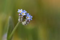 Myosotis