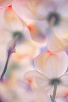 Onder de rokken van bloemen
