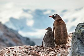 The gentoo penguins of Antarctica by Roland Brack