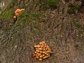 Mannetje op zoek naar paddestoelen von Sanne Compeer Miniaturansicht