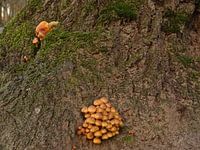 Mannetje op zoek naar paddestoelen