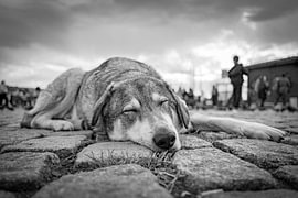 Sleeping dog by Pierre Verhoeven