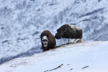 Muskusossen in de winter Dovre Nationaal Park Noorwegen van Frank Fichtmüller