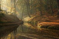 Herfst in het bos van Michel van Kooten thumbnail