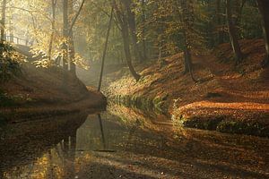 Herfst in het bos von Michel van Kooten