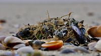 Coloured shells on the beach