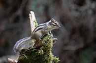 Ein russischer Gast in Brabant - Sibirisches Erdhörnchen von Karin van Es Miniaturansicht