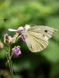 Colourful butterfly by Larissa Geuke