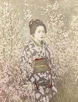 Geisha in cherry blossom