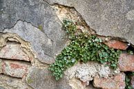 Überlebenskampf einer Pflanze an einer Hauswand von Heiko Kueverling Miniaturansicht