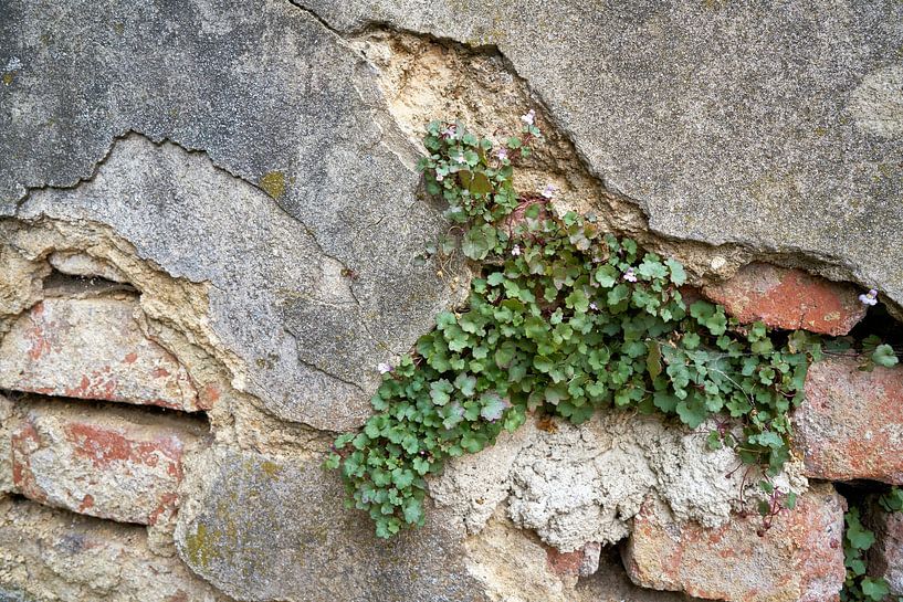 Überlebenskampf einer Pflanze an einer Hauswand von Heiko Kueverling