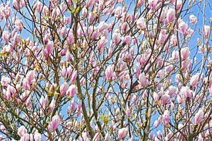 Magnolia