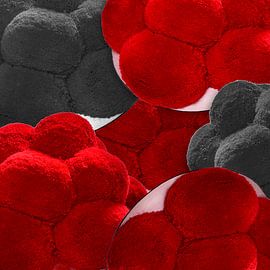 Bollenhüte aus dem Schwarzwald 2.0 von Ingo Laue