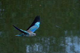 Schnitzeljagd von Jan van Vreede