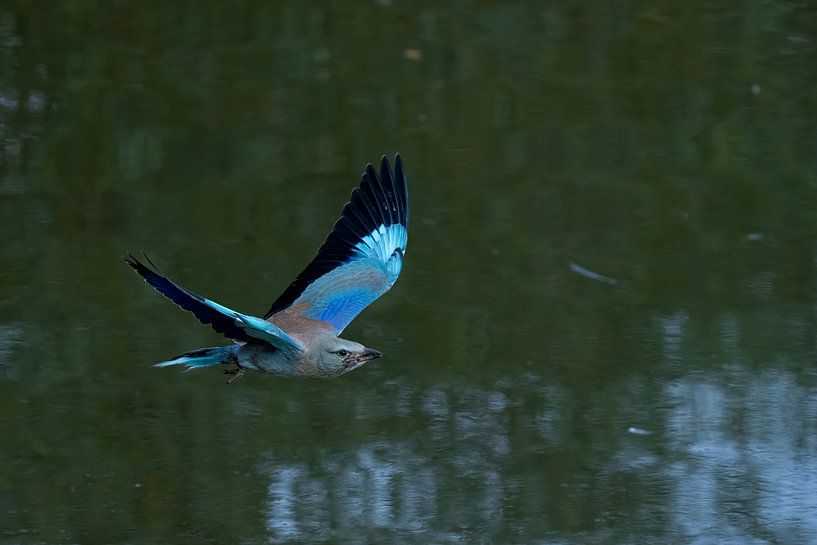 Scavenger by Jan van Vreede