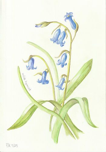 Botanische tekening - Wilde hyacint van Esthers Nature Studio