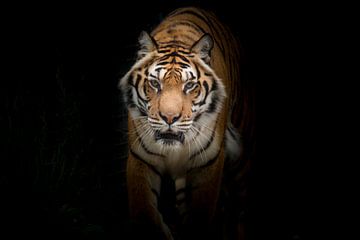 Tigre sur Ramon Vloon