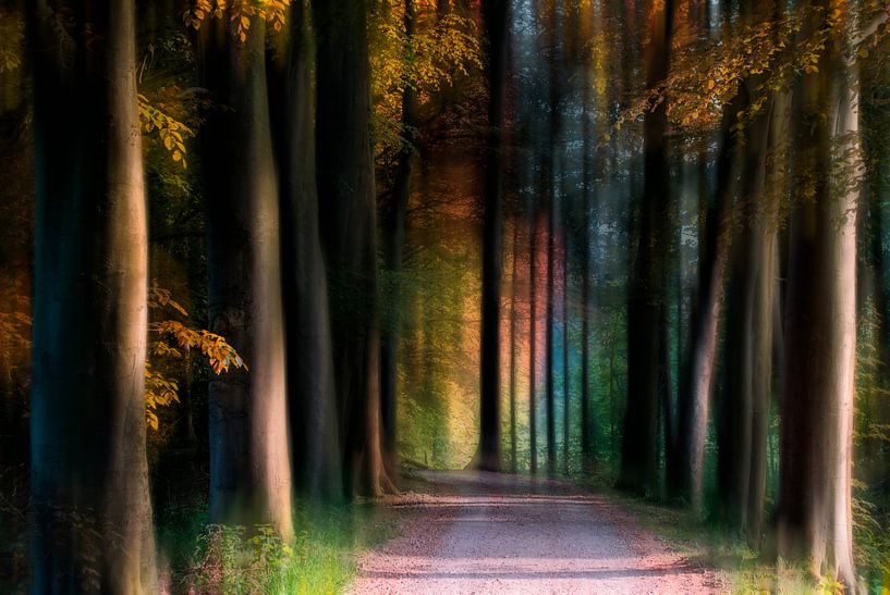 Gefärbter Wald von Jacq Christiaan