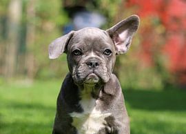Franse Bulldog van Matthias Brix