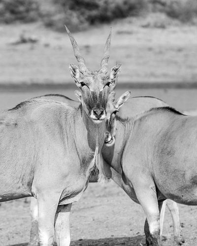 Eland antilopen in Afrika in zwart wit | Natuurfotografie Wildlife