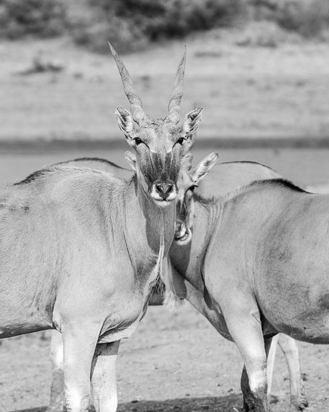 Eland antilopen in Afrika in zwart wit | Natuurfotografie Wildlife van Monique Tekstra-van Lochem