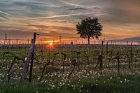 Fleurs dans le vignoble au coucher du soleil