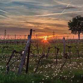 Bloemen in de wijngaard bij zonsondergang van Alexander Kiessling