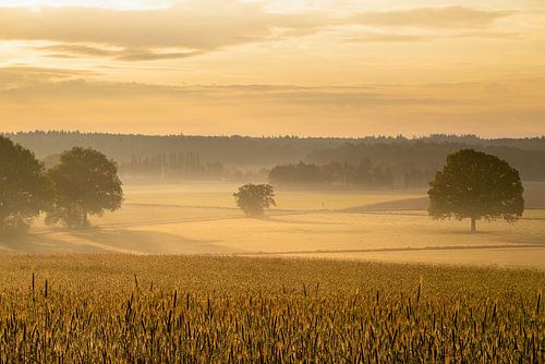 Goldener Sonnenaufgang im Montferland: Ein in warmes Licht getauchtes Weizenfeld