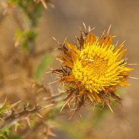 Clustered carline thistle