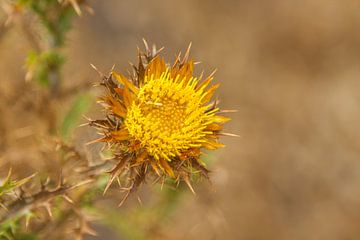 Clustered carline thistle