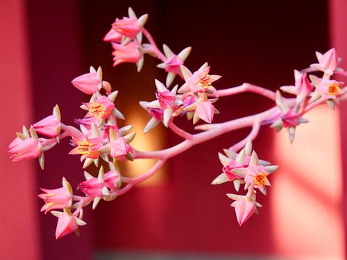 Echeveria bloem in de Secret Garden Marrakech