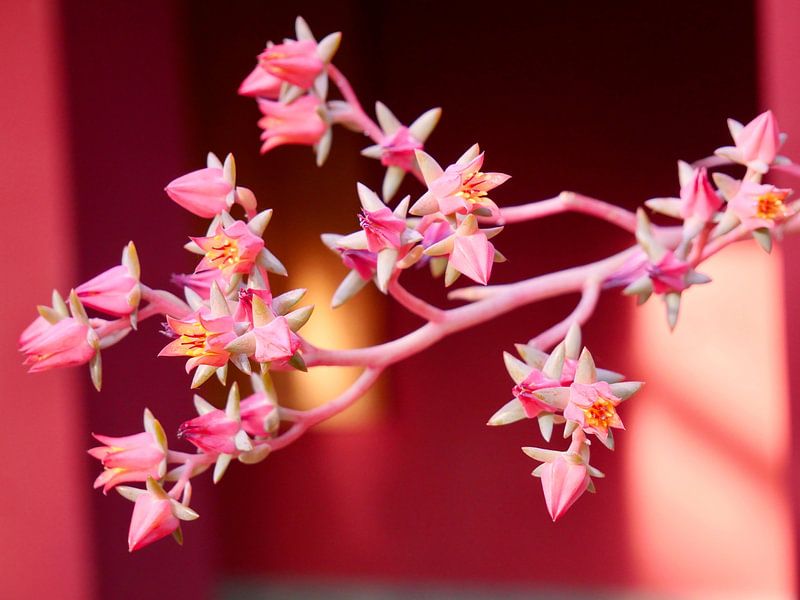 Echeveria flower in the Secret Garden Marrakech by Judith van Wijk