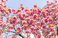 Blüte