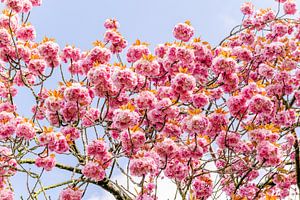 Blüte