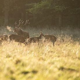 Cerf élaphe sur Patrick Scholten