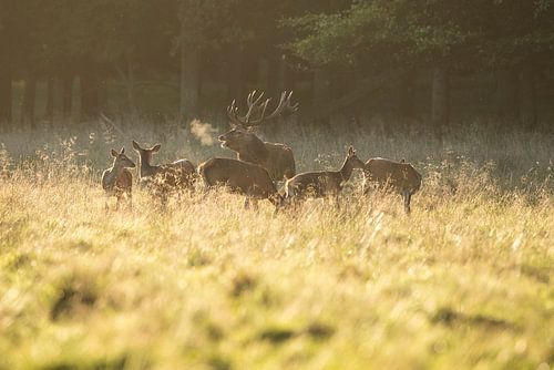Red Deer