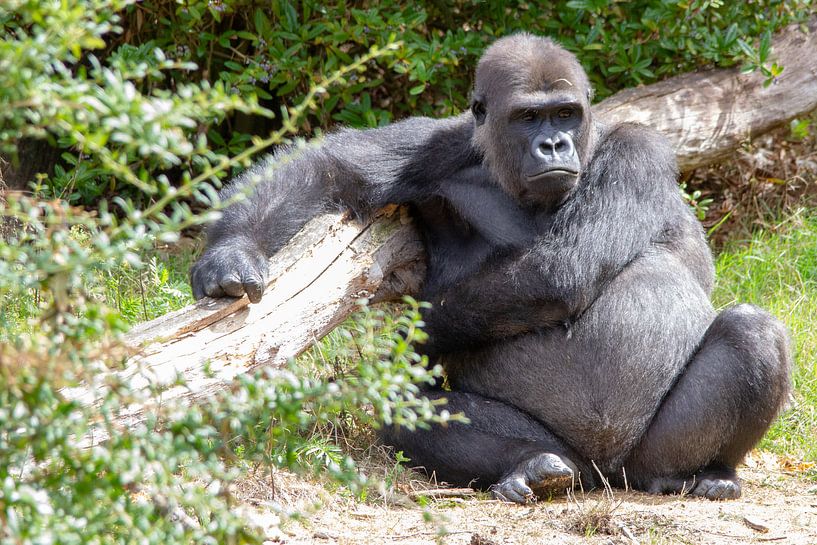 Gorilla heeft er heel veel zin in van Arnold van der Horst