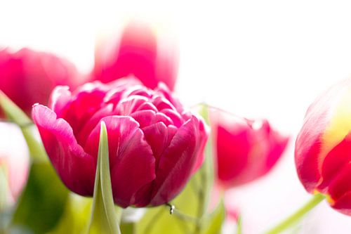 roze tulpen