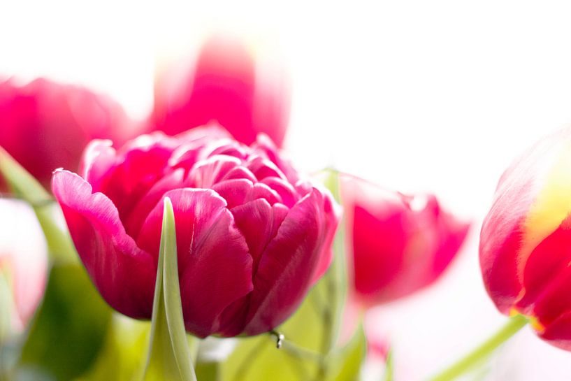 rosa Tulpen von Marloes Hoekema
