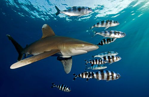 Carcharhinus longimanus